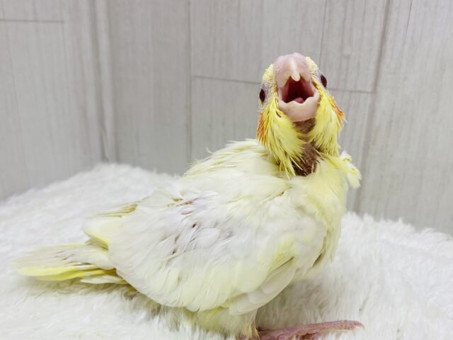 よく食べよく寝て💤ムチムチボディーのオカメインコルチノー❤️