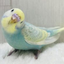 最新画像有ります🩵儚いほわほわレインボー🫧🤍ちょっぴり恥ずかしがり屋さんなセキセイインコ(パステルレインボースパングル)🌟