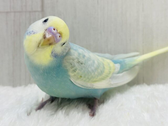 最新画像有ります🩵儚いほわほわレインボー🫧🤍ちょっぴり恥ずかしがり屋さんなセキセイインコ(パステルレインボースパングル)🌟