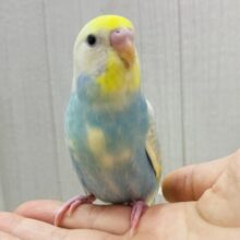 最新画像有ります❗️アピール合戦は負けません🔥💪セキセイインコのパステルレインボースパングルパイド🌟