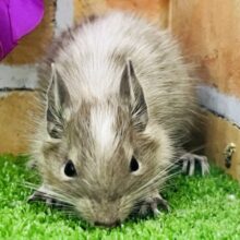 小さな探検家☆好奇心旺盛なデグー（ブルーパイド）の女の子💜