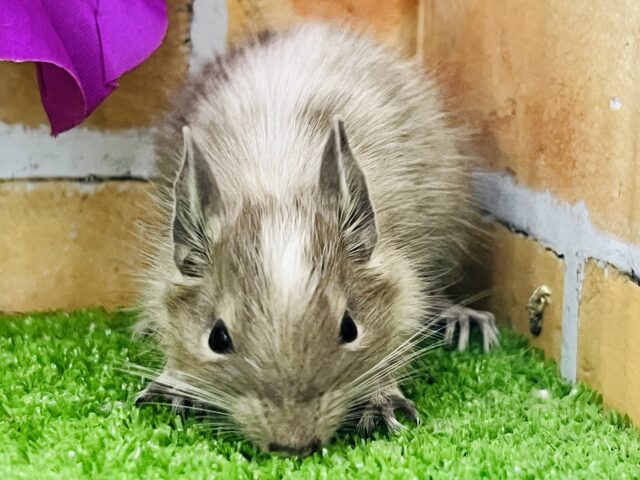 小さな探検家☆好奇心旺盛なデグー（ブルーパイド）の女の子💜