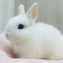 ゆるふわ💕可愛いさギュっと詰め込みました🐰❗️ネザーランドドワーフ男の子💙