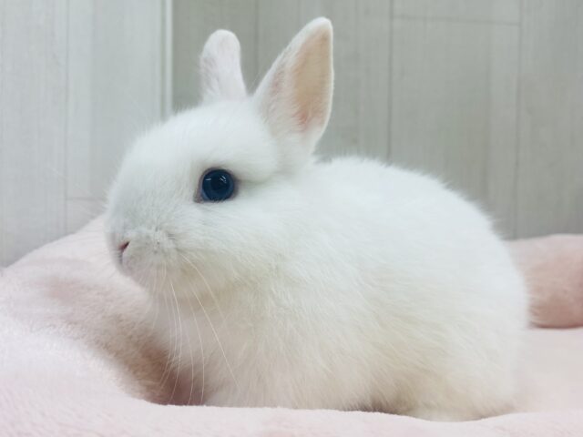 ゆるふわ💕可愛いさギュっと詰め込みました🐰❗️ネザーランドドワーフ男の子💙
