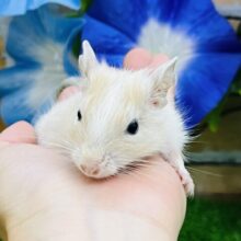 ふんわりカラーの食いしん坊♡デグー（サンドパイド）の男の子⭐️