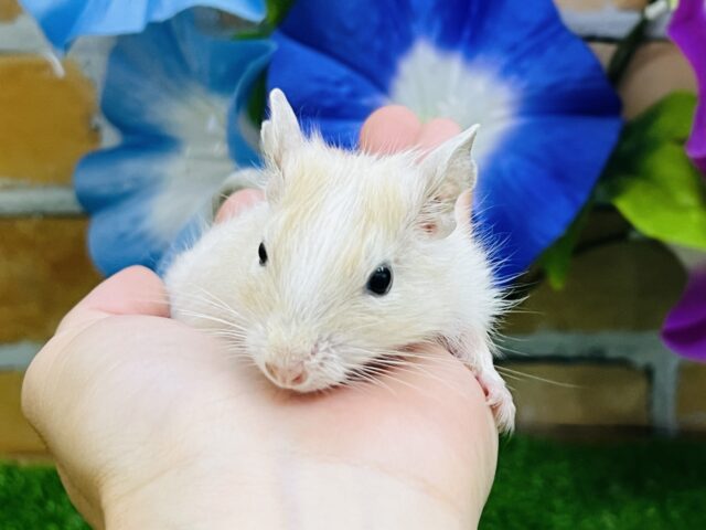 ふんわりカラーの食いしん坊♡デグー（サンドパイド）の男の子⭐️