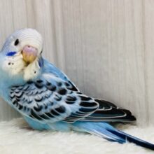 最新画像有ります⭐️チラッと見つめてくれる視線にメロメロです🥰セキセイインコのオパーリン💙