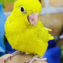 キラキラ✨慣れそうなマメちゃん♡女の子