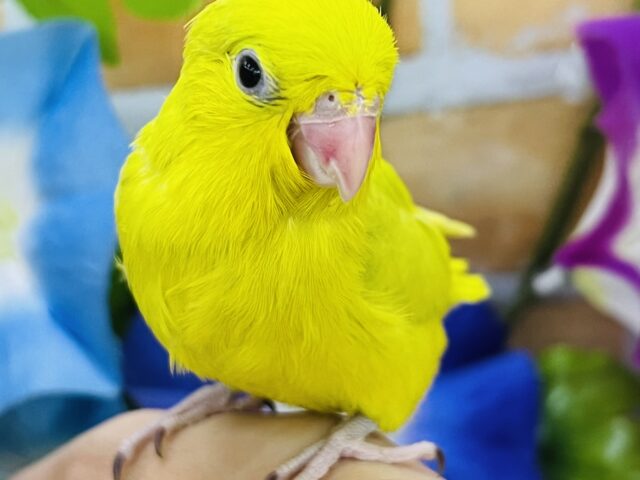 キラキラ✨慣れそうなマメちゃん♡女の子