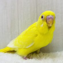 最新画像有ります⭐️色んなお顔を見せてくれちゃう子⁉️セキセイインコのルチノーカラー❤️