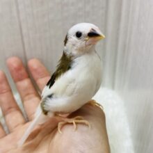 ナデナデ大好きなんですよ❤️十姉妹のおこめさん！！