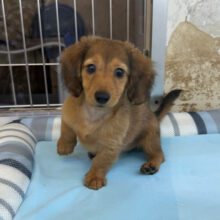 愛嬌たっぷりムチコロBODY🩷タレ目ちゃんなミニチュアダックスの女のコきました✨