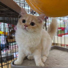 癒し級おっとり君な❣️ミヌエットの男のコきました✨