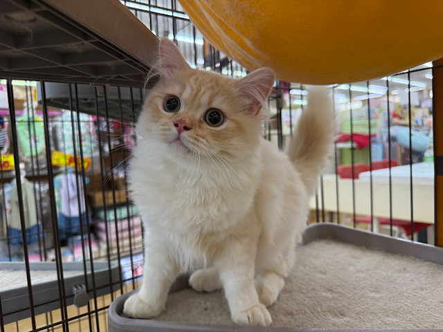 癒し級おっとり君な❣️ミヌエットの男のコきました✨