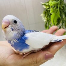 右羽の模様に注目です‼️上品さ漂うセキセイインコパイドカラー⭐️