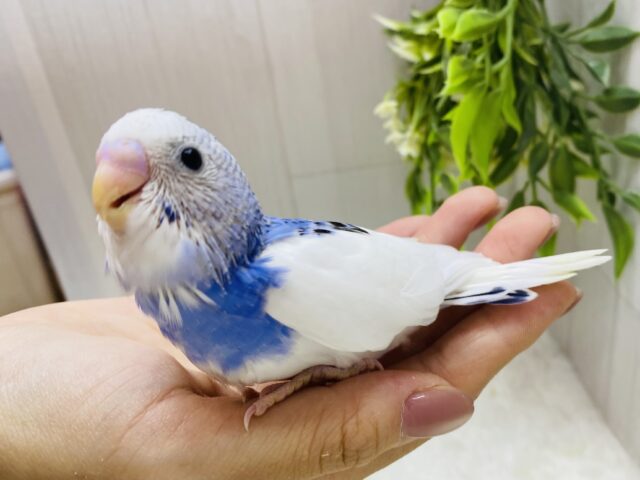 右羽の模様に注目です‼️上品さ漂うセキセイインコパイドカラー⭐️