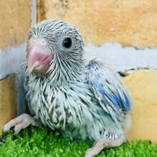 さっぱり夏カラー🩵マメルリハ（アメリカンホワイト）男の子！