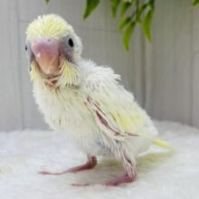 クリームかと思いきや…ちょこっとブルー💙これからが楽しみすぎるセキセイインコ（パステルレインボーパイド）🌟