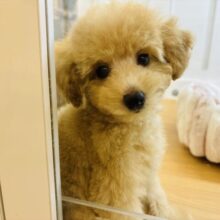 可愛すぎる兄妹の参上〜！トイプードルくん！