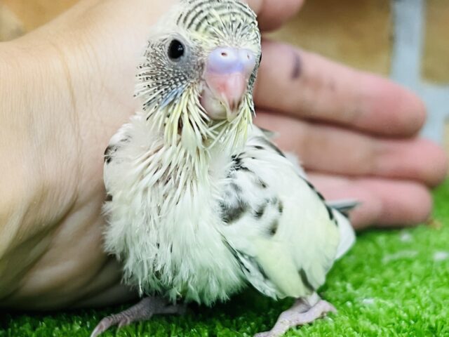 素敵なまだらでしょ🎶バブ顔セキセイインコ（４色ハルクイン）