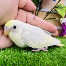 ｿｰﾀﾞﾌﾛｰﾄ♡バニラアイスがとろける〜セキセイインコ（パステルレインボーパイド）