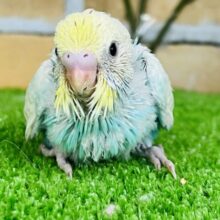 しゃわっと弾ける？🎶キラキラ〜✨セキセイインコ（パステルレインボー）