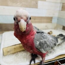 じゅわっと✨🍑甘えん坊モモイロインコがやってきた〜🩷