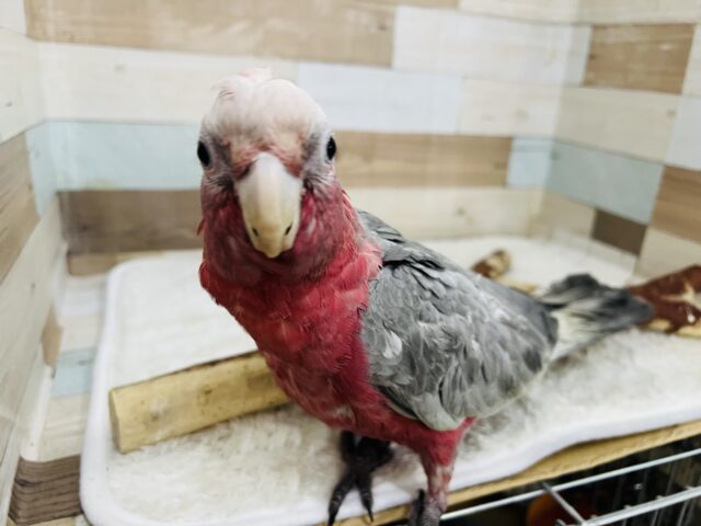 じゅわっと✨🍑甘えん坊モモイロインコがやってきた〜🩷