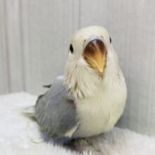 最新画像有ります‼️落ち着いたブルーも素敵でしょ✨キュートなお顔の😍コザクラインコターコイズシナモンオパーリン💙