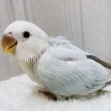 最新画像あります❗️ぽわぽわ〜☁️🩵どんな姿を見せてくれますかぁ❓コザクラインコのアクアターコイズ系🌟