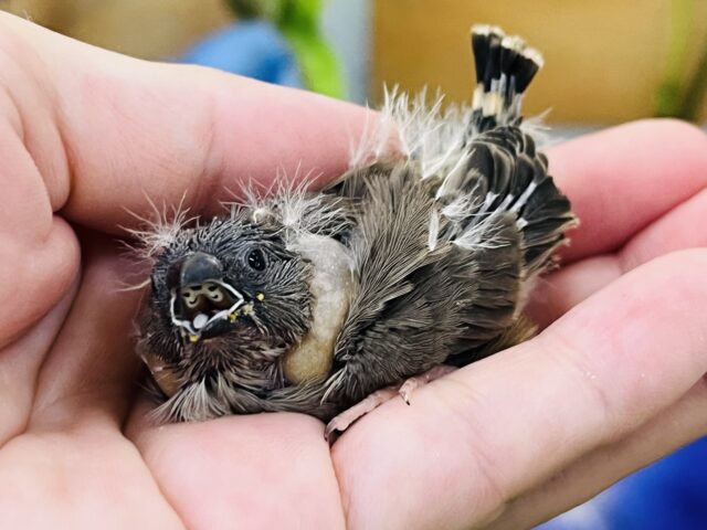 ぱや〜♡キンカ鳥ノーマル入舎です☆