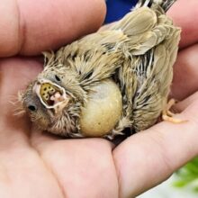 ミルクティー🫖キンカ鳥の色変わり入舎です！