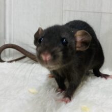 黒豆ちゃん入りました〜🫘真っ黒さんのファンシーラット女の子🎀