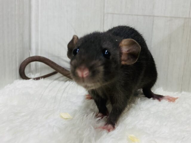 黒豆ちゃん入りました〜🫘真っ黒さんのファンシーラット女の子🎀