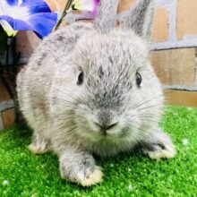 優しいグレーのネザーランドドワーフラビット🩶