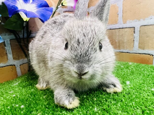 優しいグレーのネザーランドドワーフラビット🩶