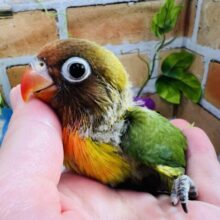 情熱的〜🎶なくっきりカラー🟢キエリボタンインコ入舎しました！