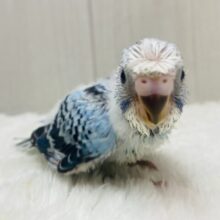 カッパちゃん🥒(•Ӫ•)🥒頭の梵天に注目です‼️セキセイインコのオパーリン✨