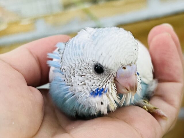 天使の翼⁈🪽セキセイインコ（ブルーパイド）