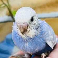 青空カラーが綺麗すぎる☁️✨セキセイインコ（ブルースパングル）