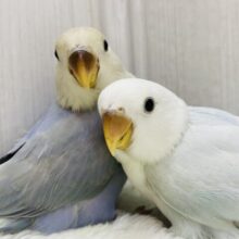 レアカラー限定🤩✨コザクラインコフェア‼️