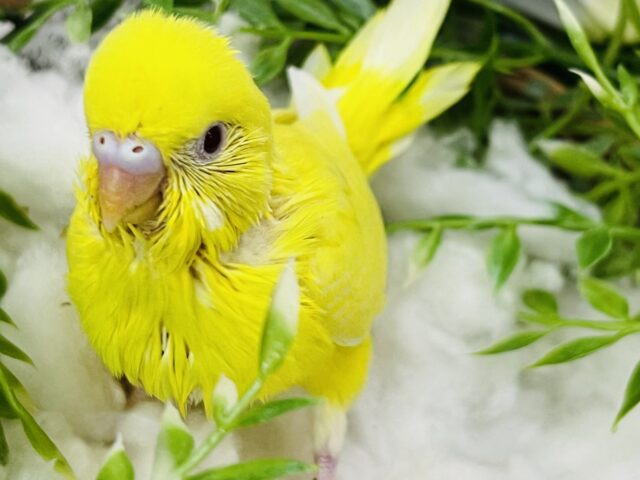幸せを運んでくれるかな？💛キラキラルチノーセキセイインコ