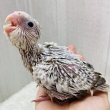 𝒄𝒐𝒐𝒍 &𝒃𝒆𝒂𝒖𝒕𝒊𝒇𝒖𝒍なオカメちゃん✨ホワイトフェイスパール🤩🩶