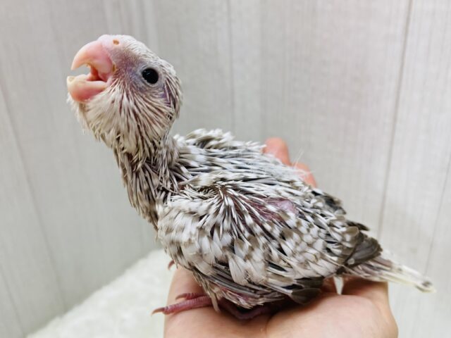 𝒄𝒐𝒐𝒍 &𝒃𝒆𝒂𝒖𝒕𝒊𝒇𝒖𝒍なオカメちゃん✨ホワイトフェイスパール🤩🩶