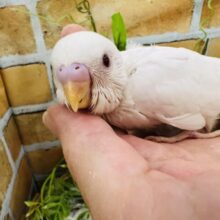 心も身体も純白なの🤍アルビノセキセイインコ〜✨