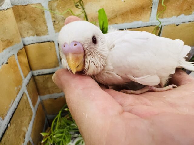 心も身体も純白なの🤍アルビノセキセイインコ〜✨