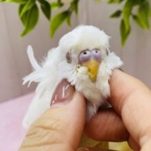 可愛すぎて天使の羽発見‼️カキカキ大好きなセキセイインコさん❤️