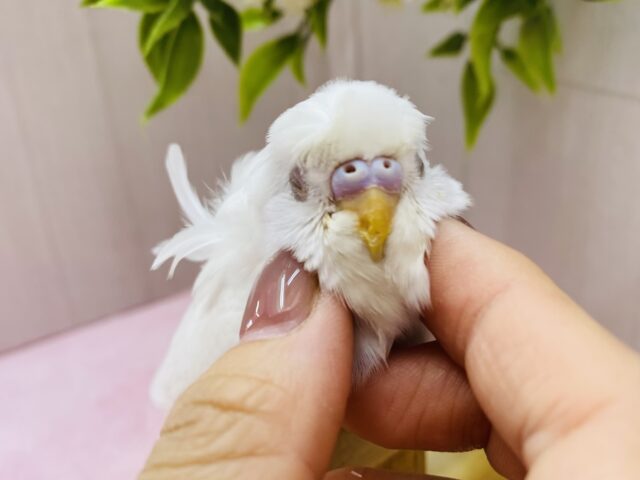 可愛すぎて天使の羽発見‼️カキカキ大好きなセキセイインコさん❤️