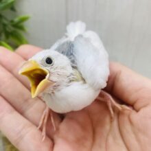 食欲旺盛‼️ずーっとお口を開けて待ってるよ♪白文鳥さん🤍