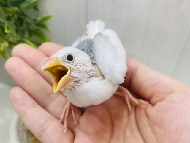 食欲旺盛‼️ずーっとお口を開けて待ってるよ♪白文鳥さん🤍